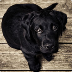 打爆别人短信的软件